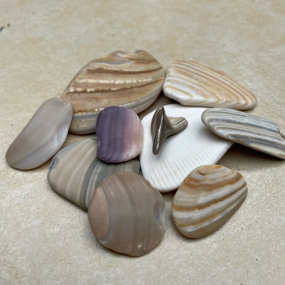🌊 Set of 10 Calming Serenity Shells 🐚 + a shark tooth!🦈 Fidget or decor - Picture 5 of 7